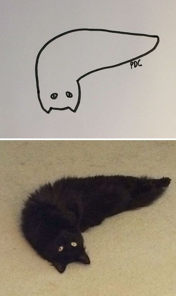 Poorly Cat Draw